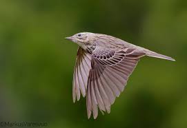 Attēlu rezultāti vaicājumam “Anthus trivialis”