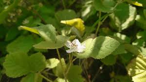 Attēlu rezultāti vaicājumam “Rubus caesius flower”