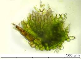 Attēlu rezultāti vaicājumam “Blasia pusilla sporophyte”