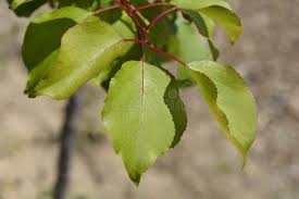 Attēlu rezultāti vaicājumam “Prunus armeniaca leaf”