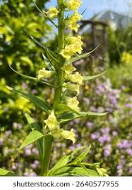 Image result for Digitalis lutea