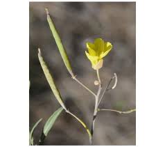 Image result for Diplotaxis tenuifolia