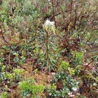 Attēlu rezultāti vaicājumam “Ledum palustre”