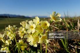 Attēlu rezultāti vaicājumam “Primulaceae”