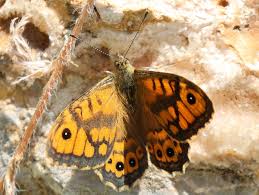 Attēlu rezultāti vaicājumam “Lasiommata megera male”