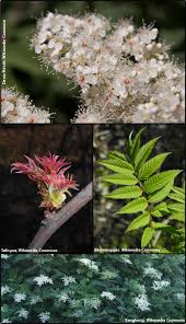 Attēlu rezultāti vaicājumam “Sorbaria sorbifolia flower”