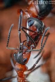 Attēlu rezultāti vaicājumam “Formica rufa”