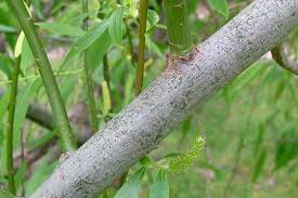 Attēlu rezultāti vaicājumam “Salix x doniana”