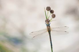 Attēlu rezultāti vaicājumam “Aeshna mixta female”