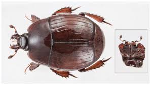 Attēlu rezultāti vaicājumam “Hypocaccus rugiceps”