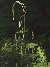 Attēlu rezultāti vaicājumam “Cinna latifolia”