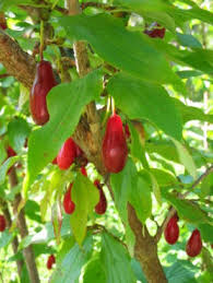 Attēlu rezultāti vaicājumam “Cornus mas fruit”