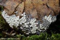 Attēlu rezultāti vaicājumam “Diderma globosum”