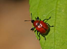 Attēlu rezultāti vaicājumam “Attelabus nitens”