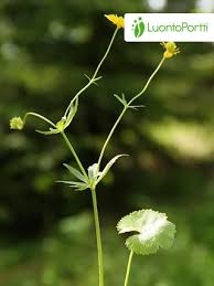 Attēlu rezultāti vaicājumam “Ranunculus auricomus flower”