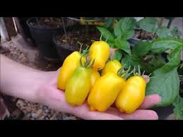 Afbeeldingsresultaat voor banana legs tomato