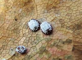 Attēlu rezultāti vaicājumam “Aleurochiton aceris”