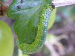 Attēlu rezultāti vaicājumam “Nematus ribesii larva”