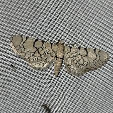 Attēlu rezultāti vaicājumam “Eupithecia venosata”