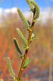 Attēlu rezultāti vaicājumam “Salix cinerea female flower”