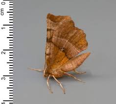 Attēlu rezultāti vaicājumam “Selenia dentaria larva”