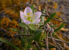 Attēlu rezultāti vaicājumam “Spergularia marina bud”