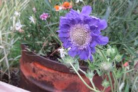 Image result for scabiosa caucasica