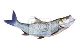 Image result for Aspius aspius