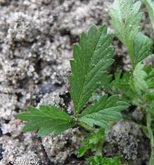 Attēlu rezultāti vaicājumam “Potentilla norvegica leaf”