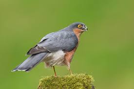 Attēlu rezultāti vaicājumam “Accipiter nisus male”