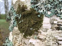 Attēlu rezultāti vaicājumam “Melanohalea olivacea”