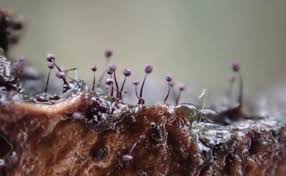 Attēlu rezultāti vaicājumam “Cribraria piriformis macro”