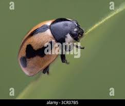 Attēlu rezultāti vaicājumam “Coccinella hieroglyphica”