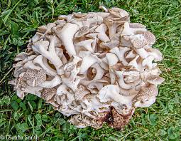 Attēlu rezultāti vaicājumam “Polyporus tubaeformis”