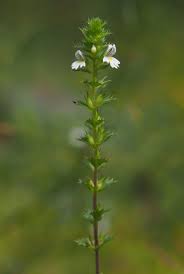 Image result for Euphrasia stricta