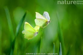 Attēlu rezultāti vaicājumam “Gonepteryx rhamni male”