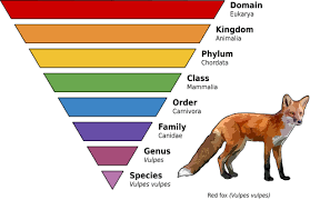 Image result for genus