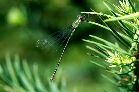 Attēlu rezultāti vaicājumam “Chalcolestes viridis”