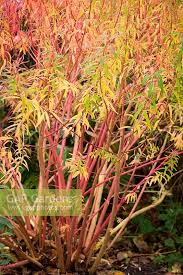 Attēlu rezultāti vaicājumam “Euphorbia palustris leaf”