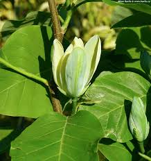 Attēlu rezultāti vaicājumam “Magnolia acuminata bud”