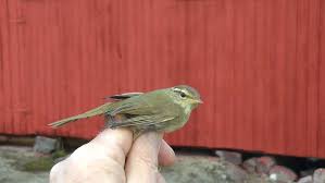 Image result for Phylloscopus schwarzi