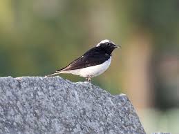 Image result for Oenanthe pleschanka