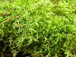 Attēlu rezultāti vaicājumam “Riccardia multifida”