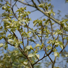 Attēlu rezultāti vaicājumam “Tilia platyphyllos subsp. cordifolia flower”