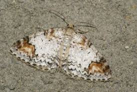 Attēlu rezultāti vaicājumam “Venusia blomeri”