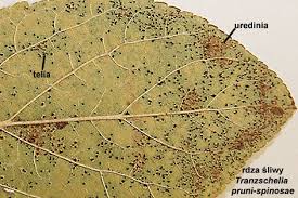 Attēlu rezultāti vaicājumam “Tranzschelia pruni-spinosae”