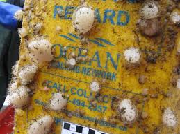 Image result for Vazella pourtalesii