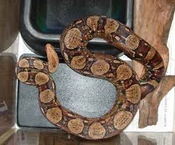  Columbian Boa Care Sheet   Protecting Columbian Boas in Captivity