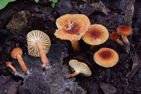 Attēlu rezultāti vaicājumam “Lactarius”