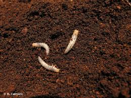 Attēlu rezultāti vaicājumam “Bolitophagus reticulatus larva”